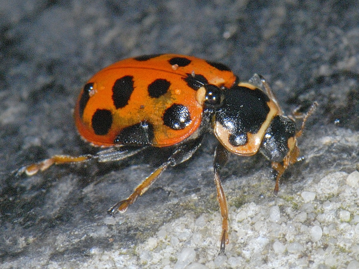 Hippodamia tredecimpunctata, 13spot Ladybird